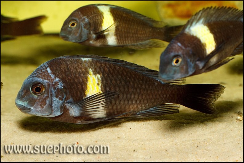 Tropheus duboisi 'Halembe'